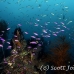 anthias_purple_lr_mb_h_0285_png2815.jpg